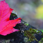 Maple leaf on rock