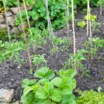 Community garden with tomato plants in rows