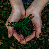 A close-up view of hands holding a seedling against a forest floor.